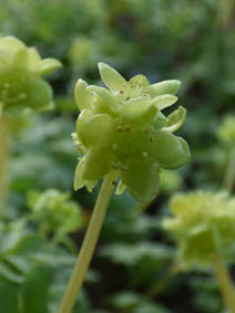 Adoxa moschatellina